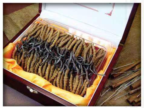 金波乡冬虫夏草回收